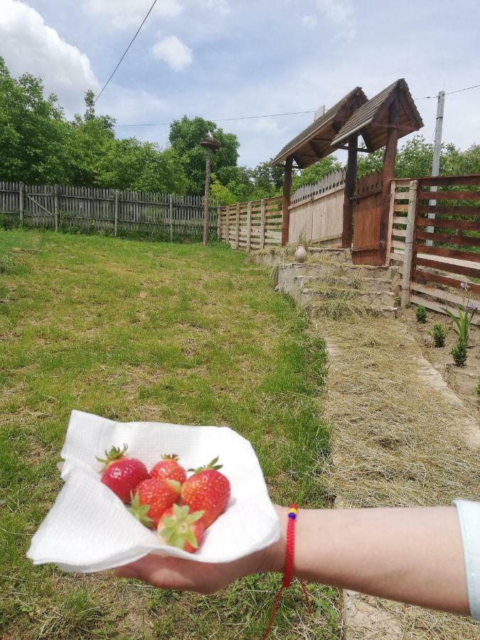 Pensiunea Turistica "Casa Rustica" Villa Chiscareni Екстериор снимка